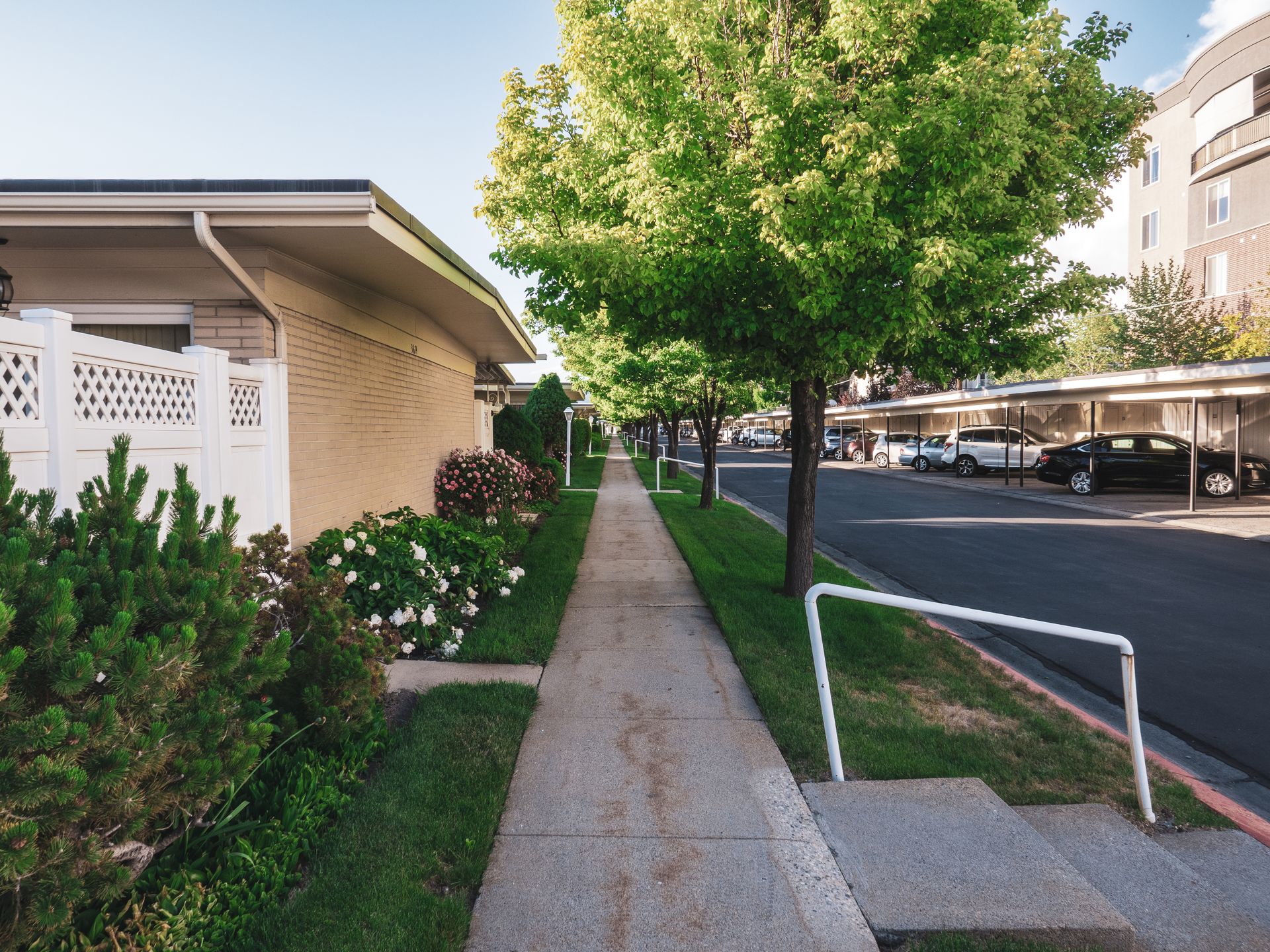 Tree-lined residential street with sidewalk and houses